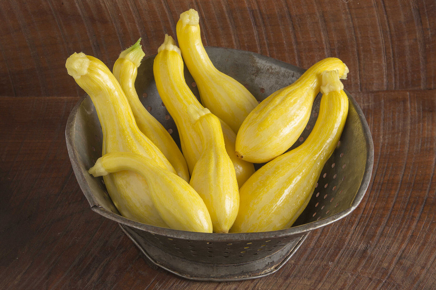 Tempest – Organic Yellow Summer Squash Seed