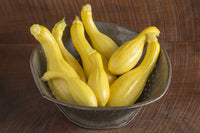 Tempest – Organic Yellow Summer Squash Seed