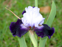 Tempting Fate Bearded Iris Seeds