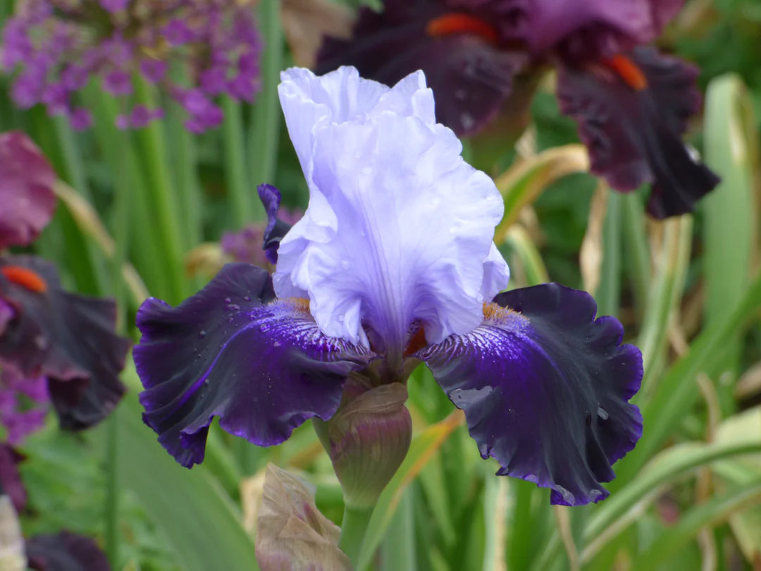 Tempting Fate Bearded Iris Seeds