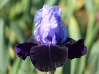 Tempting Fate Bearded Iris Seeds