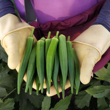 Terrace Vegetables View Fruit Plant Okra Kidney Seeds