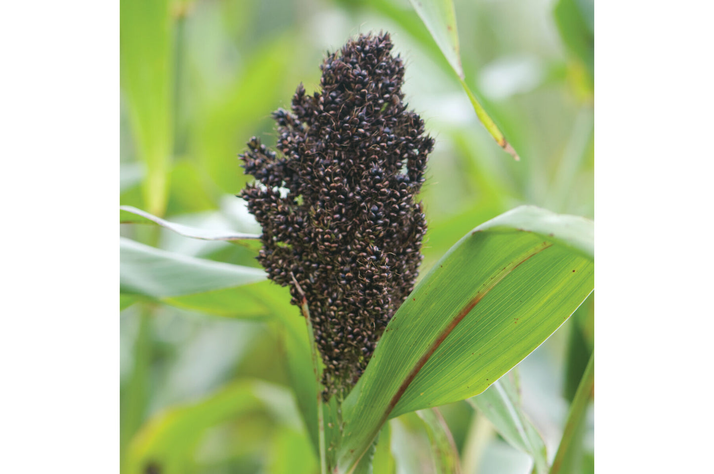 Texas Black – Broom Corn Seed