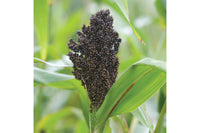 Texas Black – Broom Corn Seed