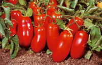 Blue Beech – Organic Tomato Seed