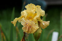 Tiger Honey Bearded Iris