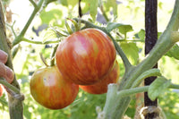 Tasmanian Chocolate – Organic Tomato Seed