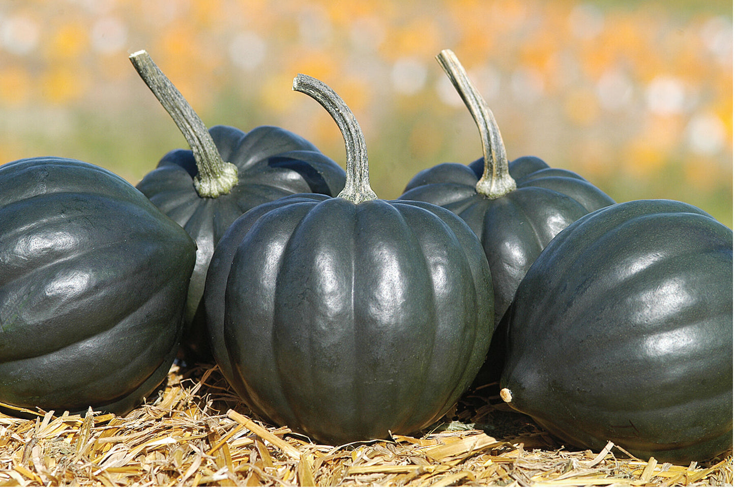 Tetsukabuto – Hubbard Squash Seed