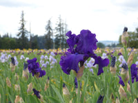 Titan's Glory Bearded Iris Seeds