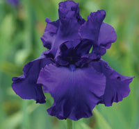 Titan's Glory Bearded Iris Seeds