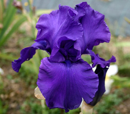 Titan's Glory Bearded Iris