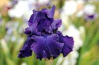 Titan's Glory Bearded Iris