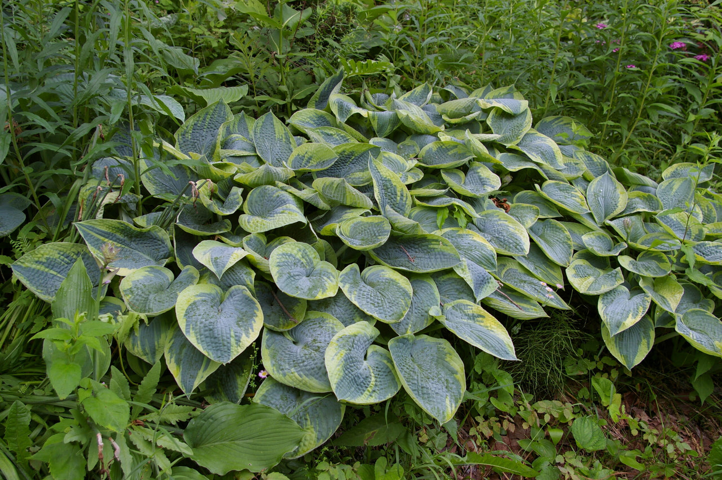 Tokudama flavocircinalis Hosta