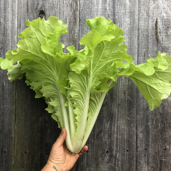 Cabbage, Chinese- Tokyo Bekana