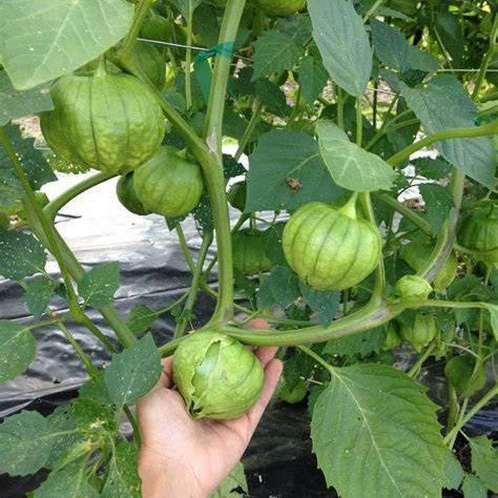 Tomatillo- Verde Puebla