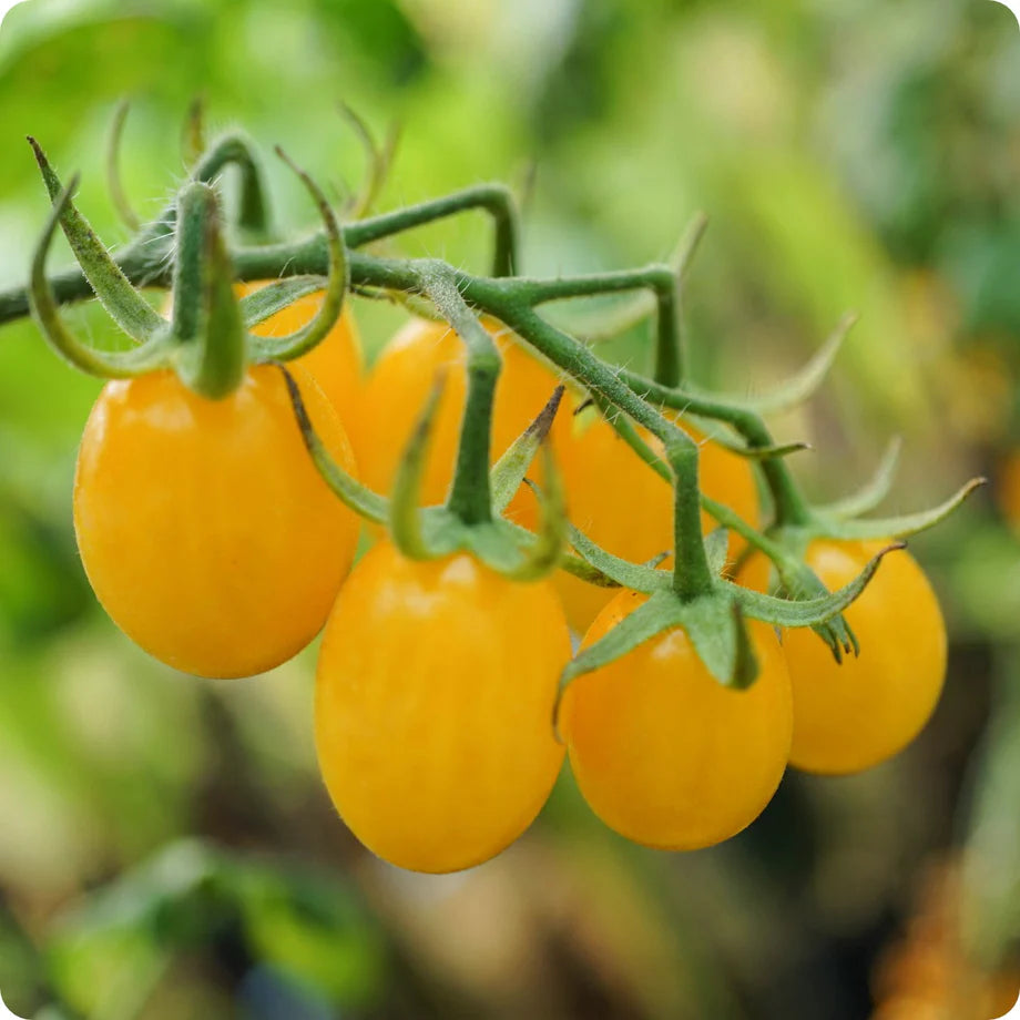 Tomato Plum Yellow Vegetable Seeds