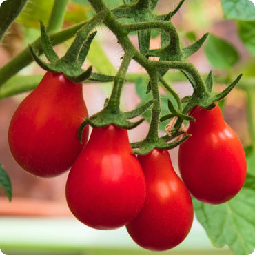 Tomato- Red Fig