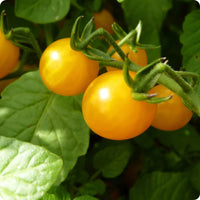 Tomato- Yellow Currant