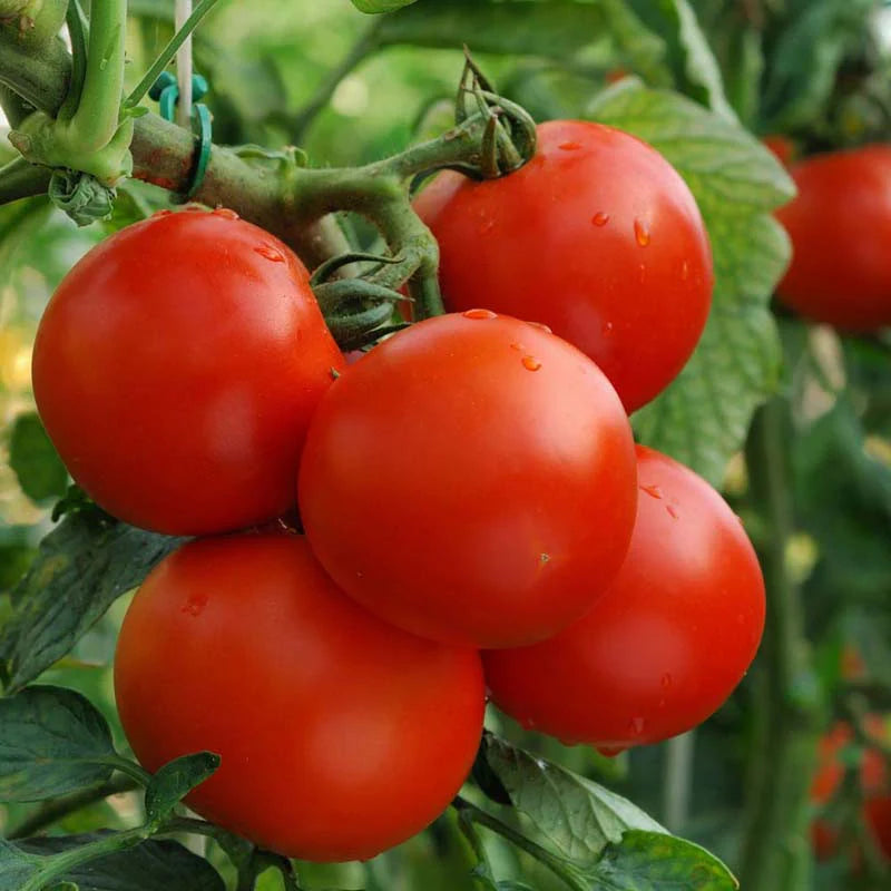 Tomato Ped Vegetable Seeds