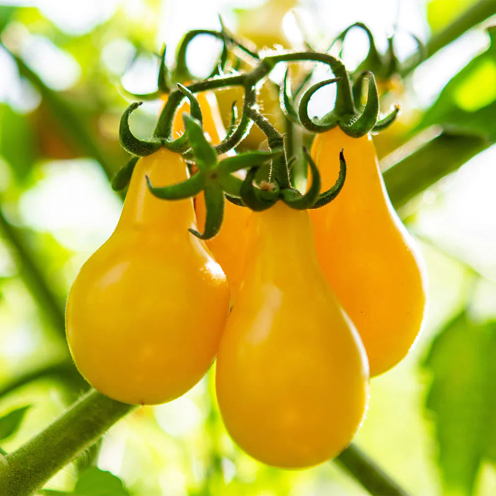 Tomato Plum Yellow Vegetable Seeds