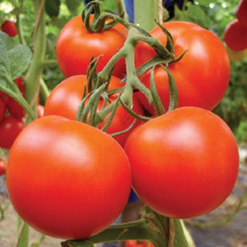 Tomato Hybrid Vegetable Seeds