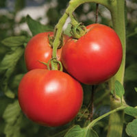 BHN 1021 – Tomato Seed