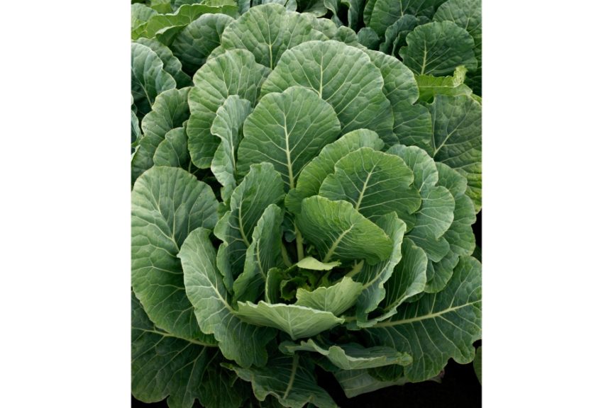 Top Bunch 2.0 – Collard Seed