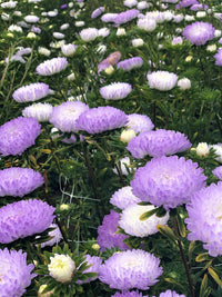 Tower Silver – China Aster Seed