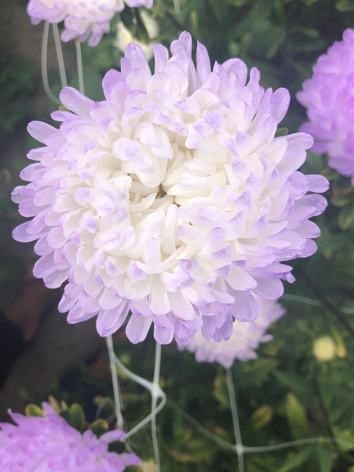 Tower Silver – China Aster Seed