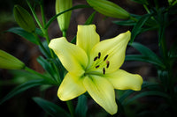 Asiatic Lily Trebbiano Longiflorum Soft Yellow Bulb