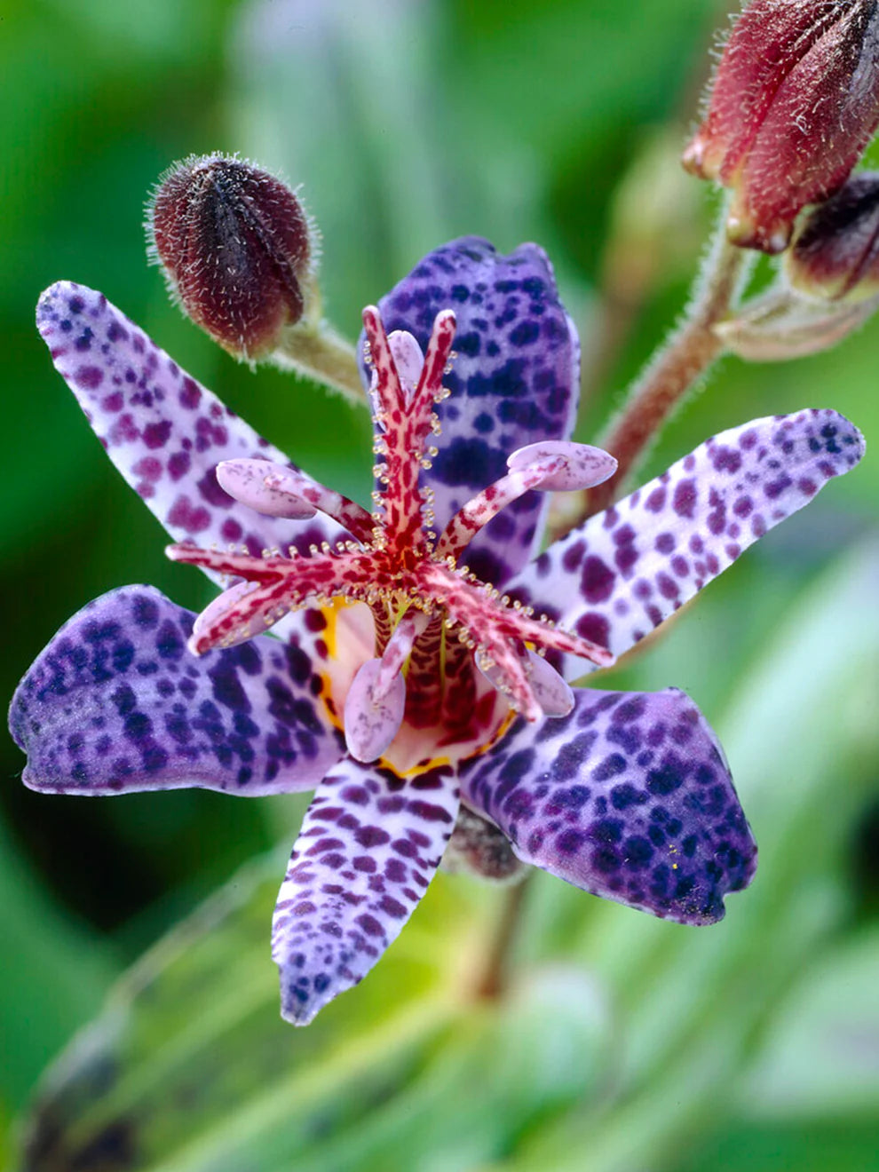 Blue Wonder Toad Lily