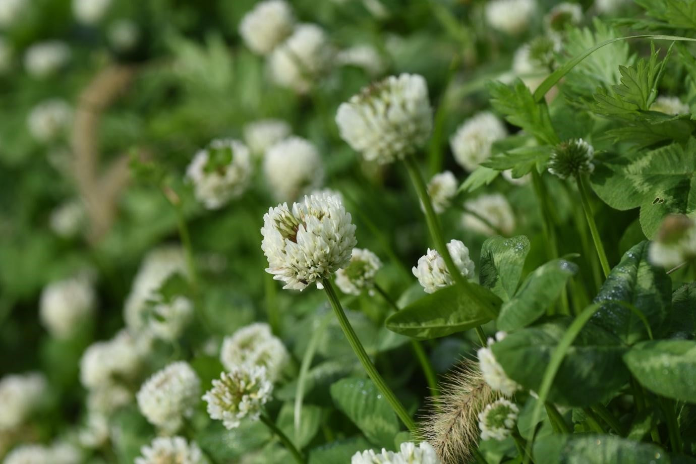 White Clover Seeds - Organic Vegetable Seed