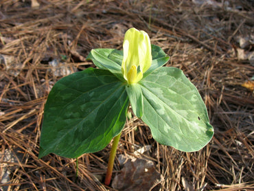 Yellow Trillium