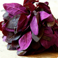 Orach- Fire Red