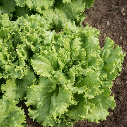 Bolsachica – Organic Lettuce Seed