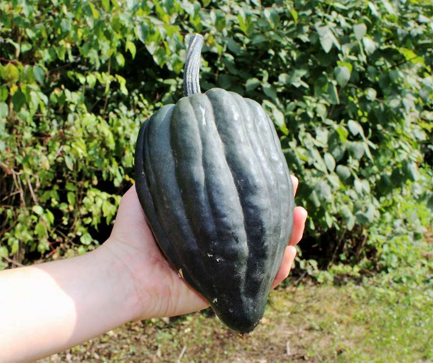 Tuffy – Organic Acorn Squash Seed