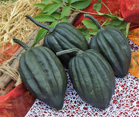 Tuffy – Organic Acorn Squash Seed