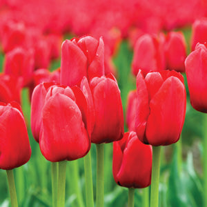 Red Tulip Bulbs