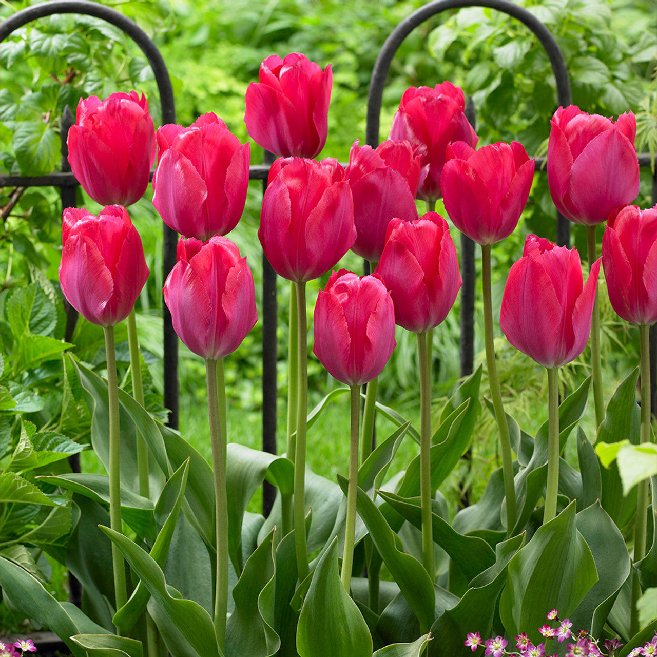 Tulip Van Eijk Pink Bulbs