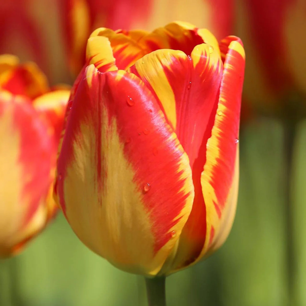 Banja Luka Tulip Seeds