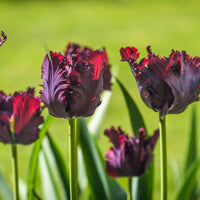 Black Parrot Tulip Seeds