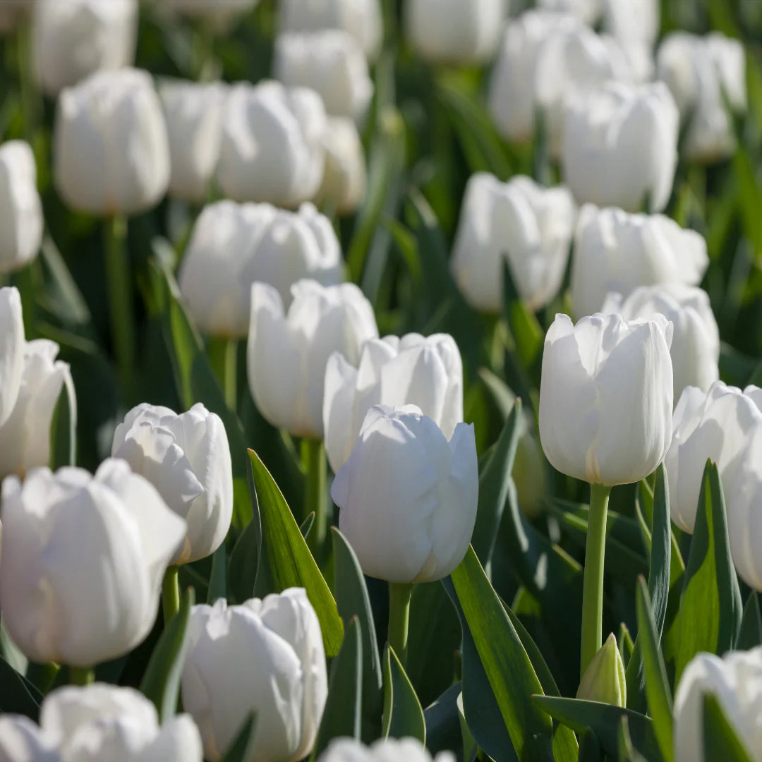 Tulip Agrass White Bulbs