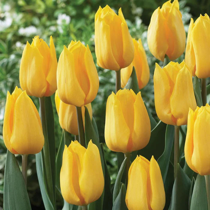 Tulip Yellow Bulbs