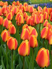 Apeldoorn's Elite Tulip Seeds