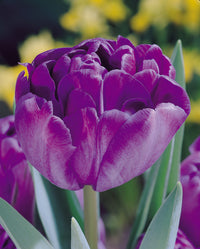 Tulip Diamond Bulbs