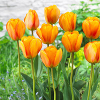 Tulip Blushing Apeldoorn Yellow Bulbs