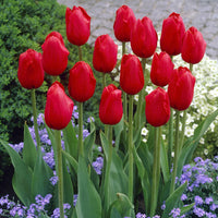 Apeldoorn Perennial Tulip Seeds