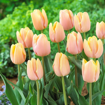 Mango Charm – Tulip