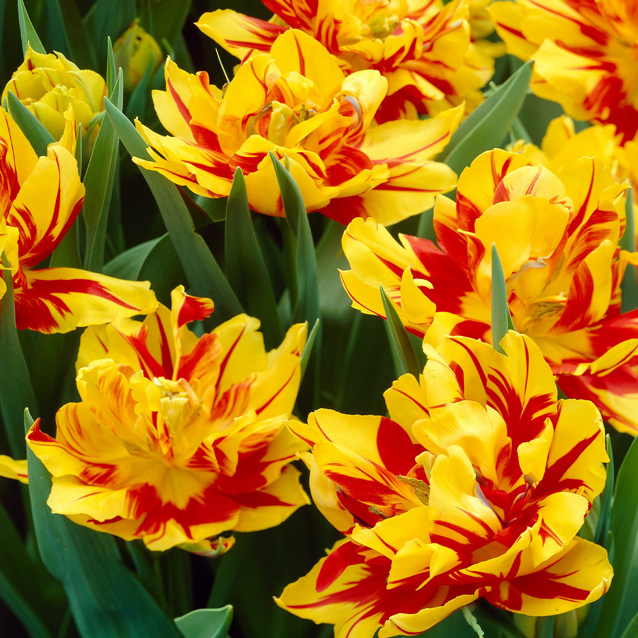 Tulip Monsella Yellow Red Bulb