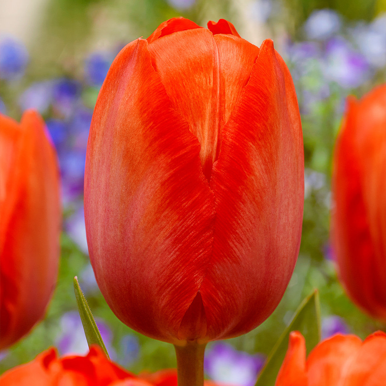 Tulip Salmon Van Eijk Pink Bulbs